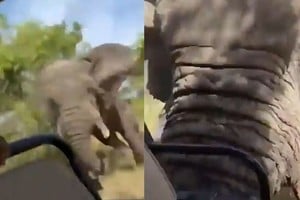 Cuando el vehículo se detiene abruptamente, el animal alcanza el coche y lo empuja hasta volcarlo.