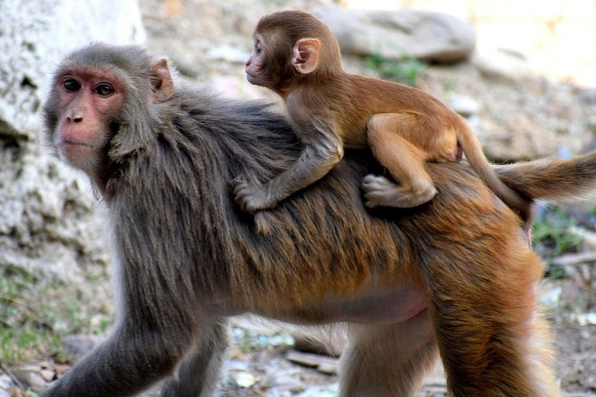 La exposición del individuo al virus simiae ocurrió tras un encuentro con monos salvajes en el Parque Kam Shan.