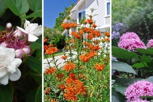 Estas especies son fáciles de cuidar, ofrecen hermosas floraciones y se adaptan perfectamente los espacios de tu hogar.