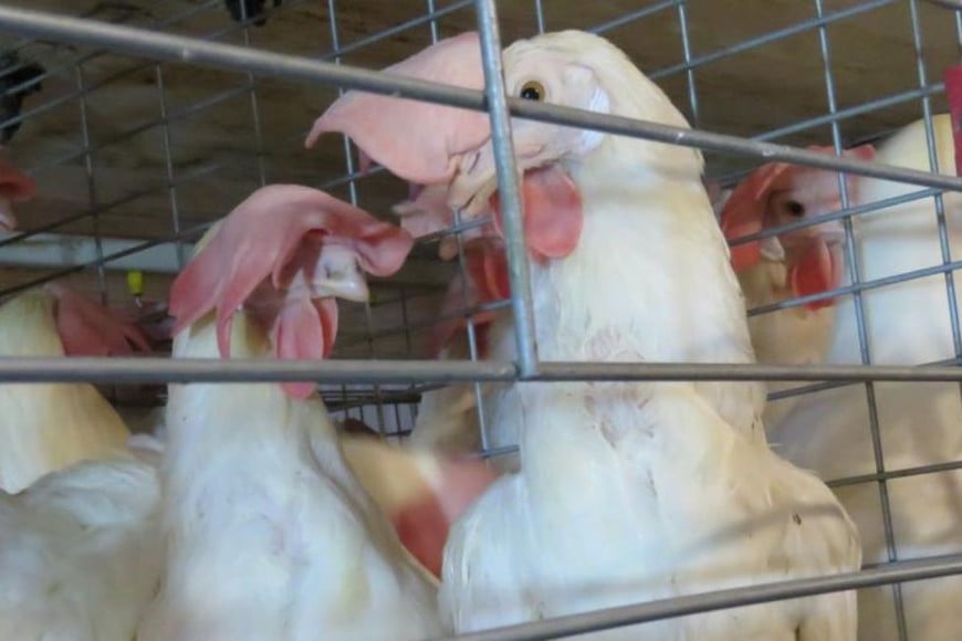 Ponedoras. Unas 29.000 gallinas producen 1 millón de huevos al año.
