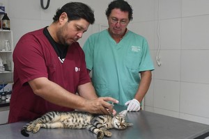 En los últimos 4 meses se aplicaron cerca de 6.000 vacunas antirrábicas y se llevaron a cabo más de 7.900 atenciones básicas gratuitas en el IMUSA. Foto: Flavio Raina