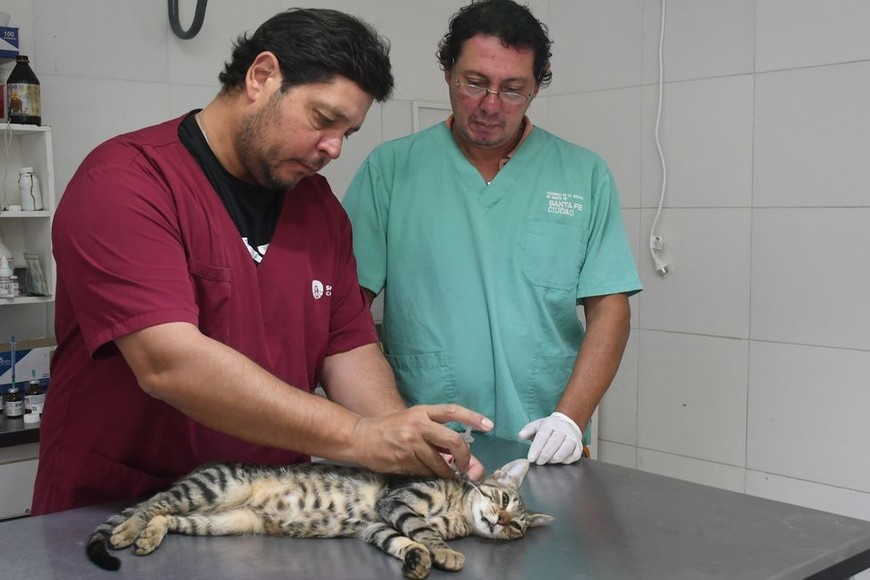 En los últimos 4 meses se aplicaron cerca de 6.000 vacunas antirrábicas y se llevaron a cabo más de 7.900 atenciones básicas gratuitas en el IMUSA. Foto: Flavio Raina