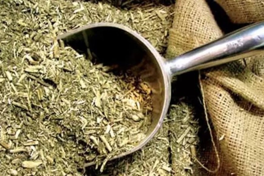 yerba mate