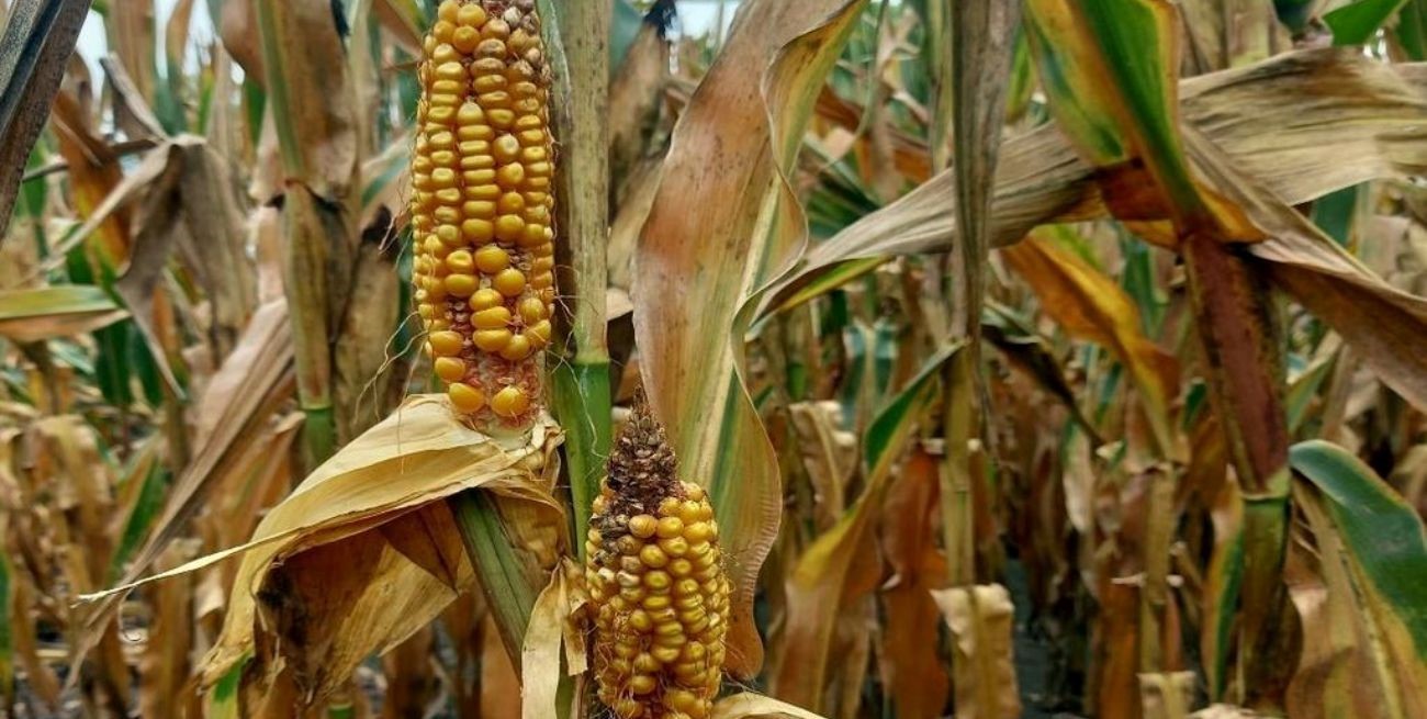 La chicharrita "se comió" 6.5 millones de toneladas de maíz en un mes