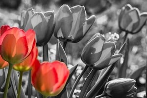 El horticultor holandés JWS Van der Wereld, que padecía parkinson, desarrolló una variante de tulipán y la Dr. James Parkinson en honor al médico inglés. Desde 2005, los tulipanes rojos son el símbolo de la enfermedad.
