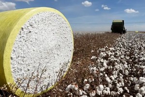 Recolección de algodón en un campo de Brasil. El país sudamericano es el cuarto productor de esta materia prima a nivel global.