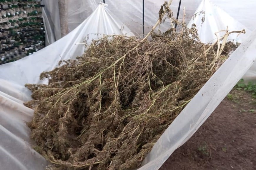 Así secaban las plantas de cannabis.