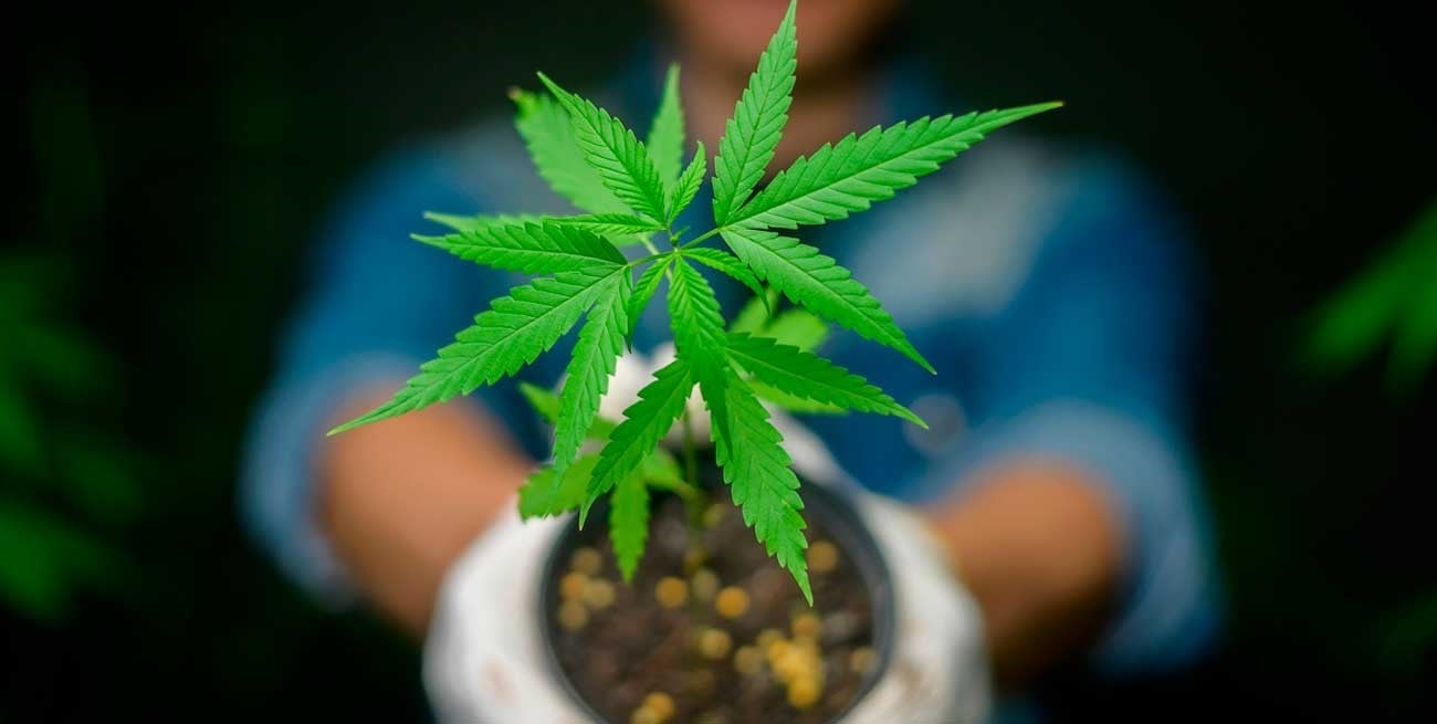 Cannabis medicinal en la mira: el Gobierno denunció irregularidades en el Reprocann
