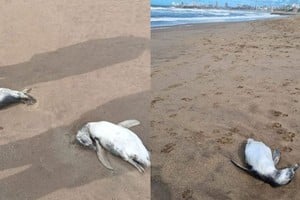 Al menos 40 pingüinos fueron hallados muertos en diferentes playas de Mar del Plata