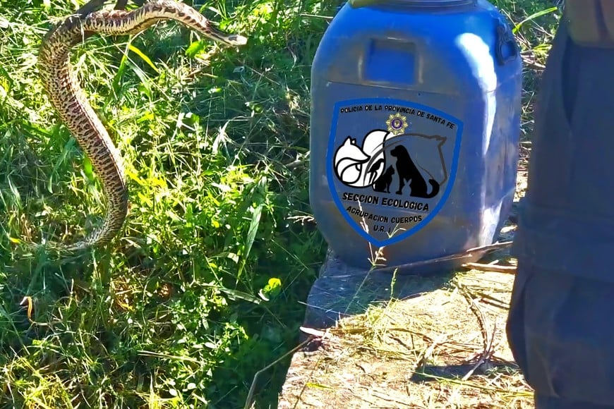 Un ejemplar de yarará de gran tamaño y pesaje fue puesta a resguardo y luego liberada en zona segura. Foto: Gentileza