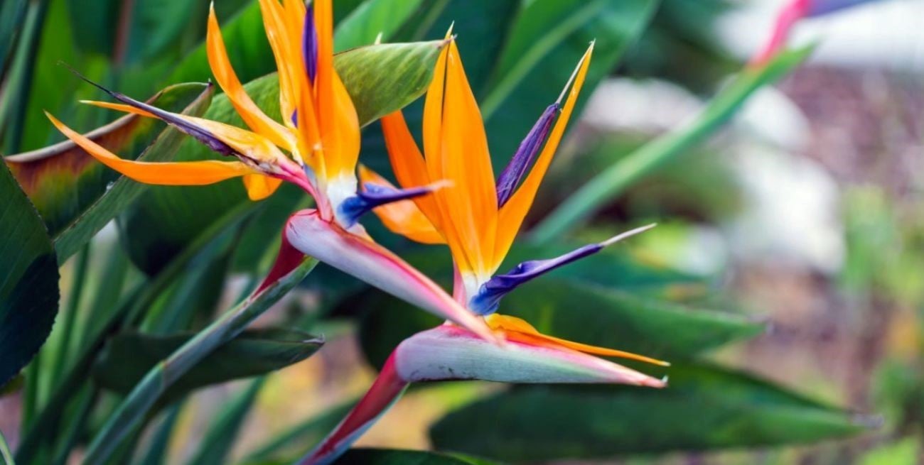 Ave del paraíso: cómo cuidar bien esta planta tropical