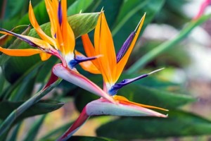 Es una planta de origen tropical que se destaca por la exótica belleza que ofrece en la floración.