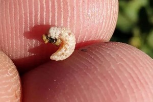 La situación viene siendo monitoreada por las 8 Comisiones Zonales Sanitarias