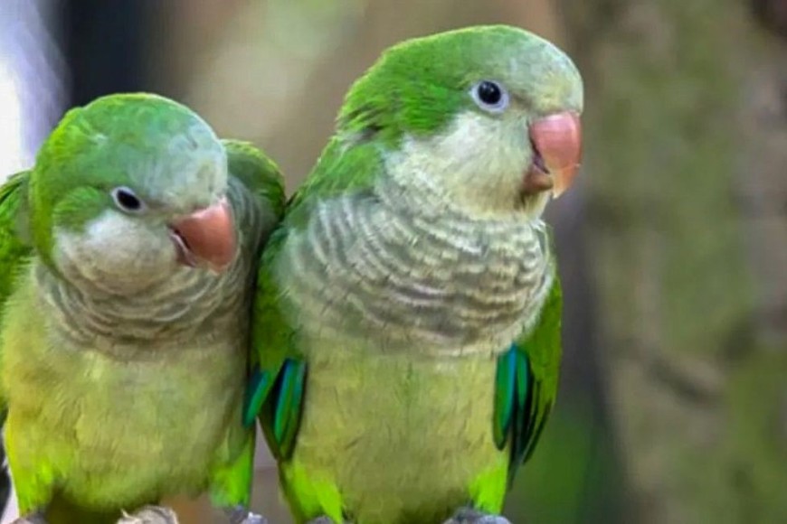 Casos de psitacosis, también conocida como fiebre del loro,