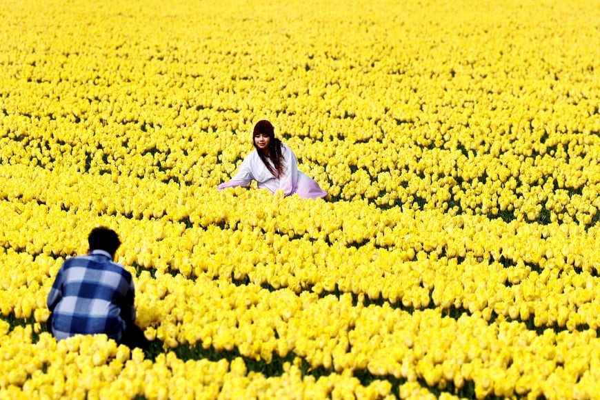 A man takes a picture of a woman in the tulip field in Lisse, Netherlands April 23, 2024. REUTERS/Piroschka van de Wouw