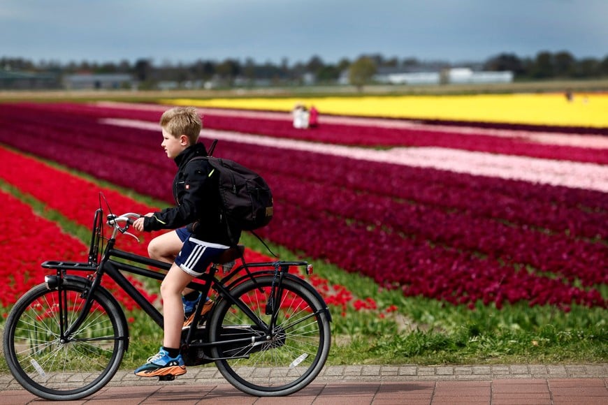 A boy cycles past a tulip field in Lisse, Netherlands April 23, 2024. REUTERS/Piroschka van de Wouw