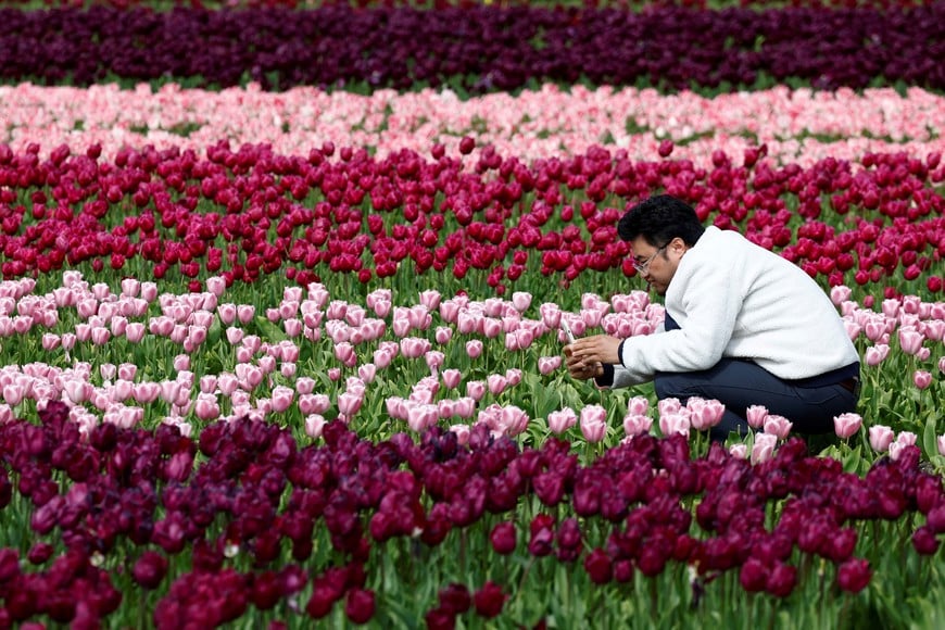 A man takes a picture of a tulip field in Lisse, Netherlands April 23, 2024. REUTERS/Piroschka van de Wouw