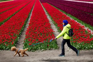 Un paseo entre las flores en Lisse, este martes. Fotos: Reuters