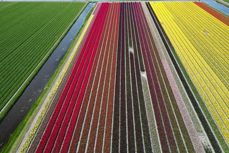A drone picture of a tulip field in Lisse, Netherlands April 23, 2024. REUTERS/Piroschka van de Wouw