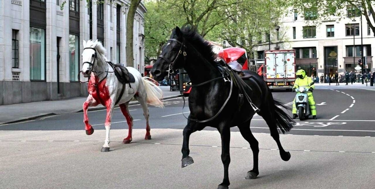 Video: sorpresa en el centro de Londres por caballos sueltos 