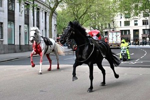 Tensión en las calles de Londres por la presencia de cinco caballos sueltos.