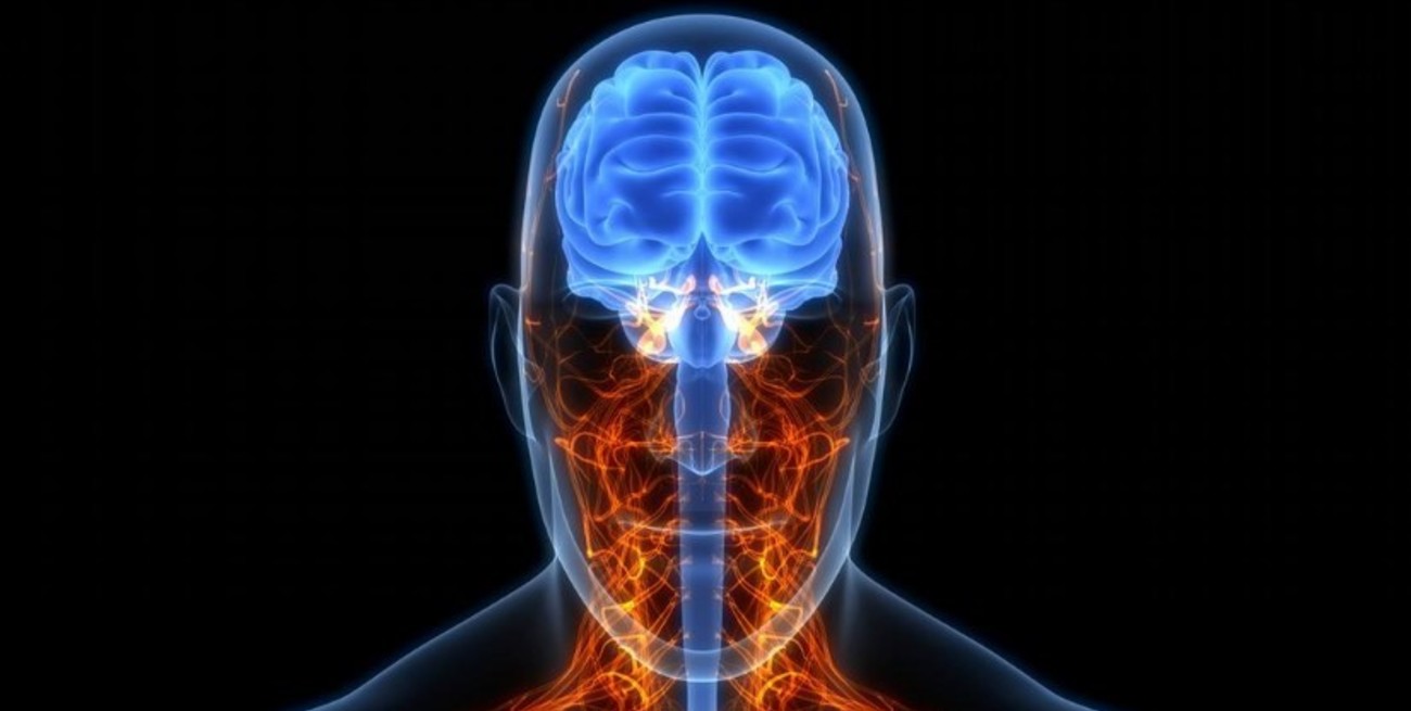 Según una universidad de California, el cerebro humano es cada vez más grande