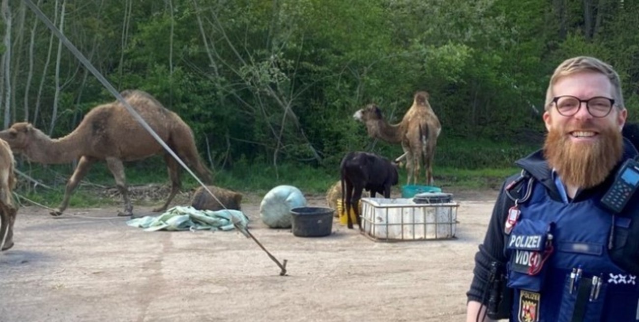 Un camello se escapó dos veces del mismo circo en Alemania