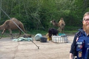 Un transeúnte llamó a la policía después de ver un camello merodeando al costado de la carretera el martes por la tarde.