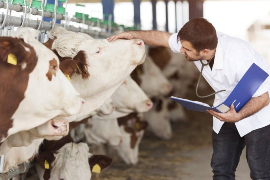 Los veterinarios también prestan servicio en el sector agroindustrial y ganadero.