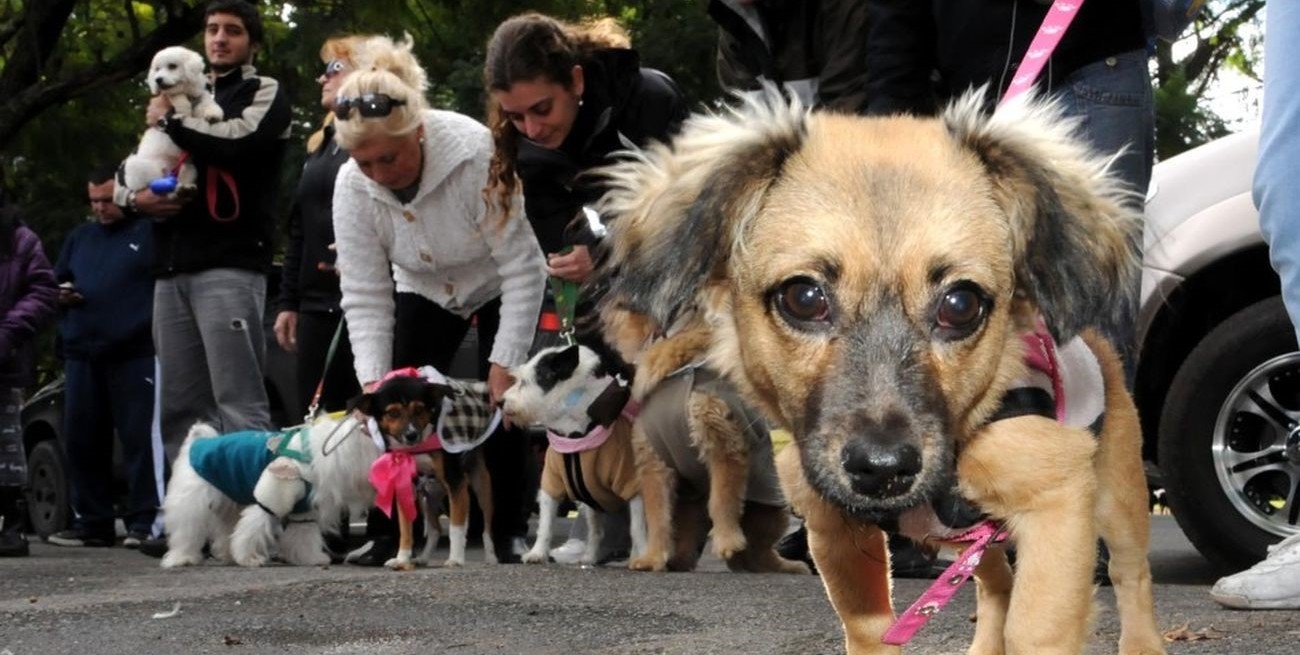 Día del Animal: una ciudad santafesina programó actividades, para que vecinos disfruten con sus mascotas