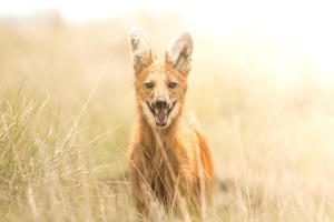 Aguará Guazú. Crédito: Mauricio Rossanigo