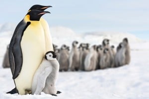 El estudio, que se publicó en la revista Antarctic Science el 25 de abril pasado, Día Mundial del Pingüino,