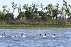 Reclamaron a las autoridades interprovinciales a cargo que realicen estudios del estado de la fauna, las causas y vías de acción para proteger y restaurar las especies.