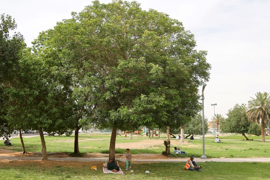 Men take rest under trees during midday to escape the summer heat in Riyadh, Saudi Arabia, July 13, 2023. REUTERS/ Ahmed Yosri