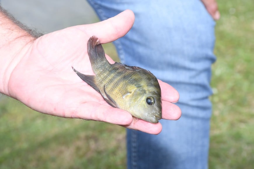 Siembra. La semana próxima viajarán a Marcos Juárez para repetirlo en dicha ciudad.

Flavio Raina.