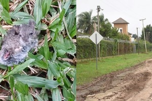 La presencia de estos roedores no implica que estén contaminados, y se especificó que en su mayoría son asintomáticos. Crédito: Flavio Raina
