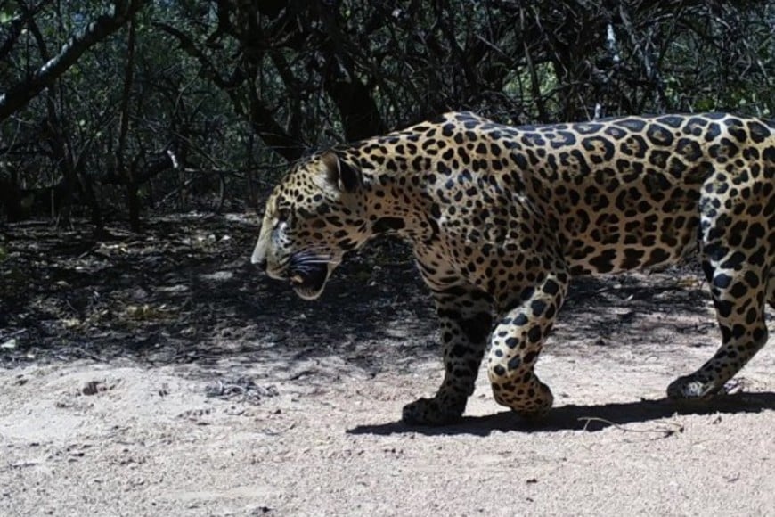 El nuevo yaguareté avistado en la Reserva Natural Formosa. Crédito: Parques Nacionales
