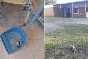 Ratas en la escuela de Los Amores.