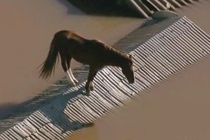 Desesperante video: un caballo quedó atrapado en el techo de una casa en las inundaciones de Brasil