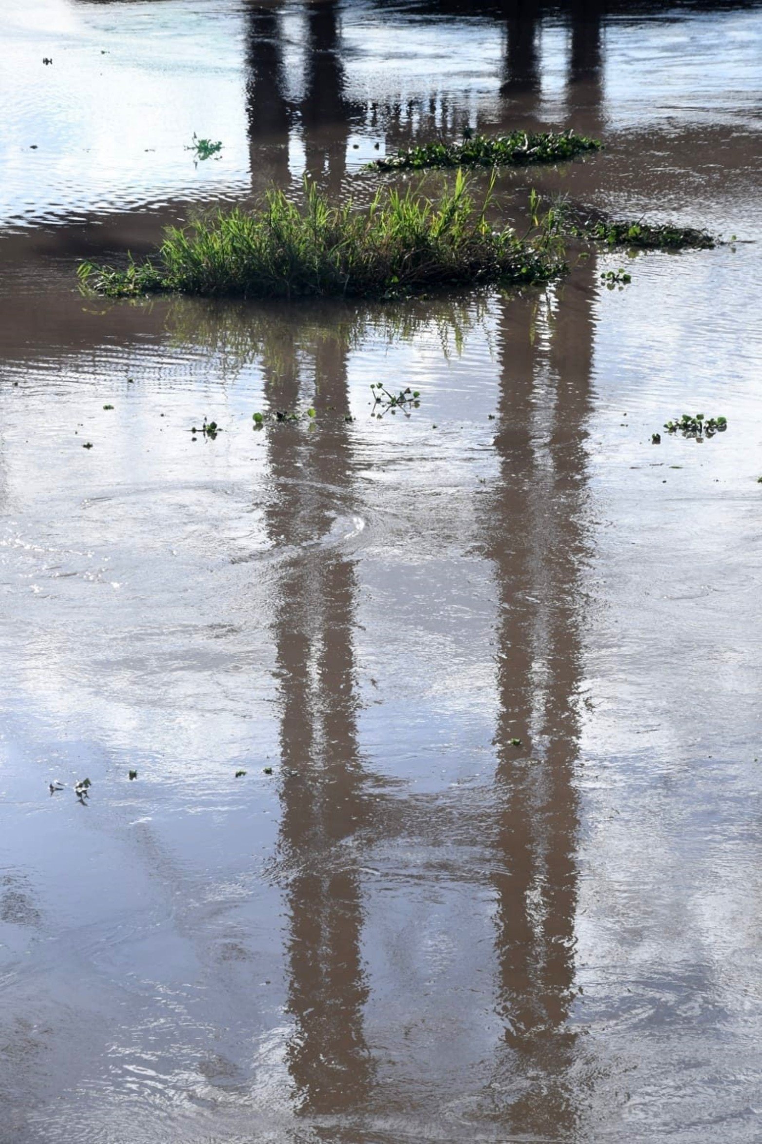 Chicos g grandes, los camalotes y junquillos transitan sombre el agua dulce.