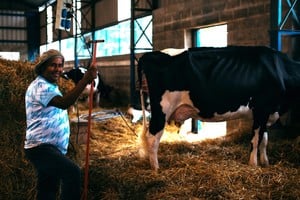 La Exposición y Jura Holando Argentino será también uno de los atractivos. Foto: Campolitoral