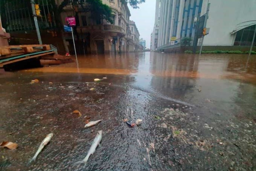 Peces muertos en el centro histórico de Porto Alegre. Crédito: Gentileza Correio do Povo