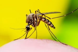 El Gobierno de la provincia de Santa Fe actualizó los datos sobre los casos de dengue