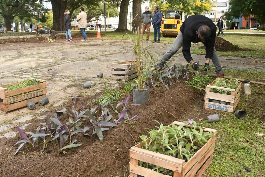 Se colocan plantines para embellecer el sector. Foto: Mauricio Garín