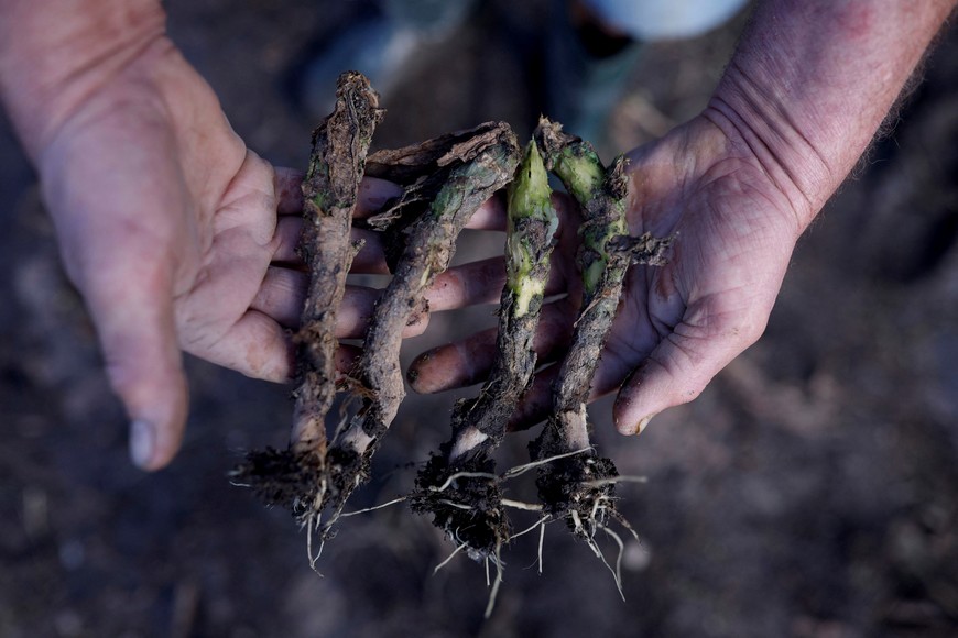 Ademilson Tardetti, 55 holds parts of spoilts cabbages at his destroyed plantation by the floods in Guaiba, Rio Grande do Sul state, Brazil, May 9, 2024. REUTERS/Amanda Perobelli