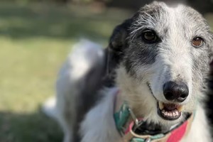 Lograron reunir los 200 mil pesos para que Chani llegue a su nuevo hogar.