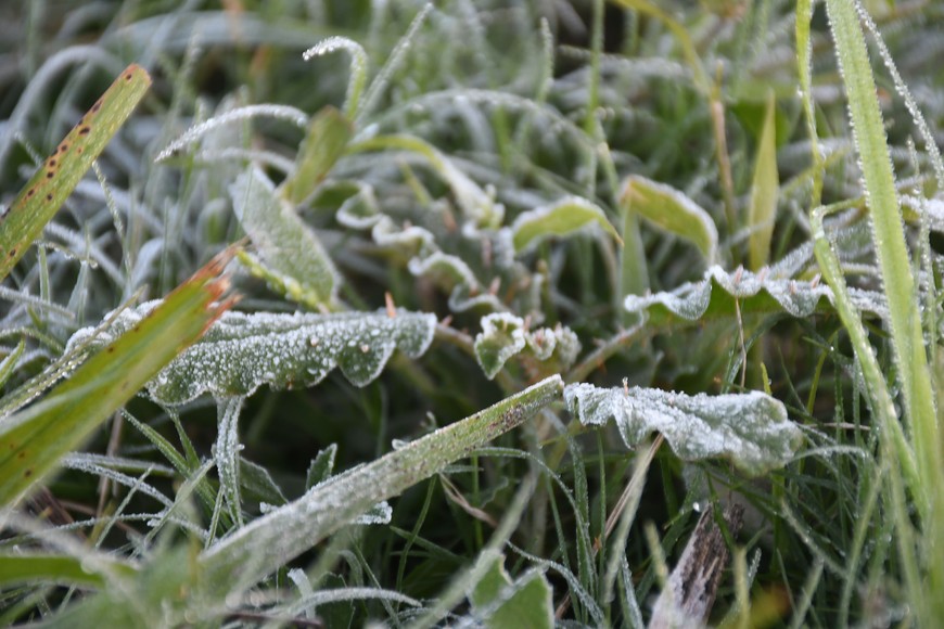 Aparecieron heladas en el ejido y en los descampados de la ciudad. Las primeras horas del pasado martes fueron las más frías. En la ciudad, el termómetro llegó hasta los 4 ºC y en las afueras, a 1,5 ºC. Las heladas se pudieron ver hasta las 9 am.