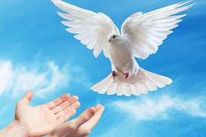 Una de las formas de reflejar y hacer presente el Espíritu Santo: la paloma blanca, representación de la pureza.