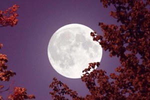 En los cielos de mayo, un espectáculo celestial se aproxima: la luna llena, conocida poéticamente como la Luna de Flores.