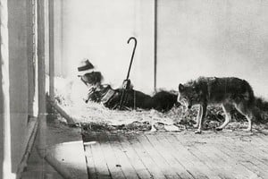 Beuys con el coyote en la galería. Foto: The Collector / Medium